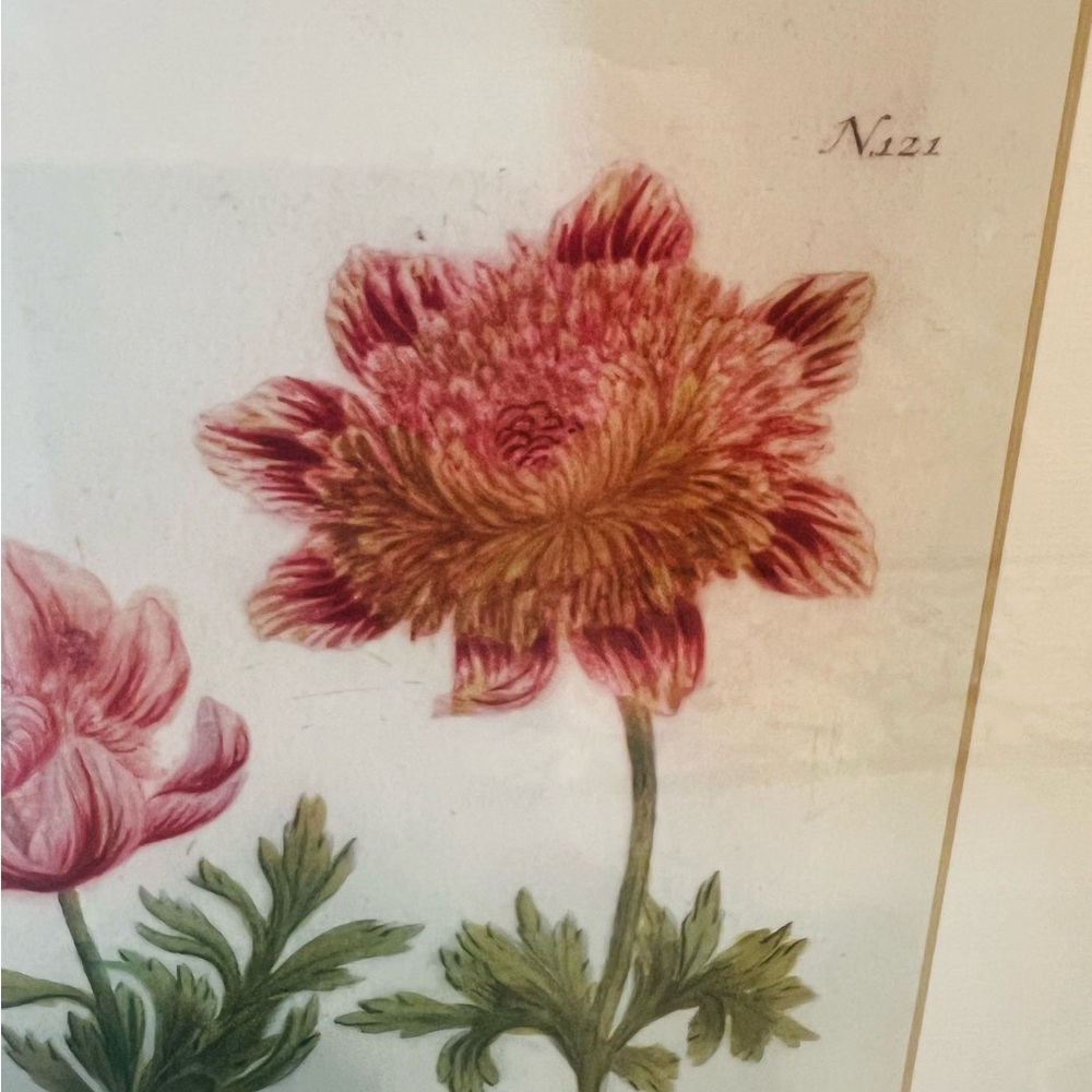 Vintage Botanical Anemone Floral Print Framed |Antique Style Flower Illustration - Picture 4 of 5
